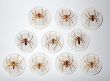 Insect Cabochon Water Spider Round 38.5 mm inner 35 mm on white 10 pieces Lot picture