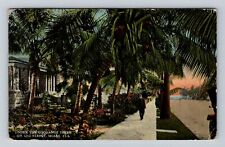 Miami FL-Florida, Under The Cocoanut Trees On 12th, Vintage c1916 Postcard picture