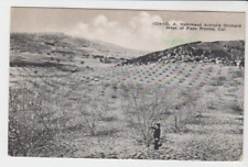 Postcard CA Paso Robles G.A. Nehrhood Almond Orchard Field Manager c.1920s G16 picture