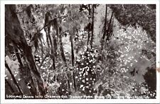 RPPC Okefenokee Swamp from Tower, Waycross, Georgia - Cline Photo Postcard picture