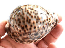 One Select Tiger Cowrie (Cypraea Tigris) Shell 3