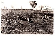 Real Photo Postcard California - Brush Covered Tomato Plants Imperial Valley picture