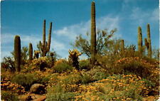 Spring in desert: blooming wildflowers vintage postcard picture