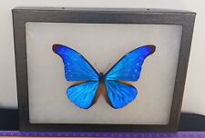  MORPHO RHETENOR CACICA A1 FROM PERU MOUNTED RIKER FRAMED FANTASTIC BUTTERFLY. picture