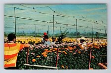 Delray PA-Pennsylvania, Flower Farm, Antique, Vintage c1969 Postcard picture