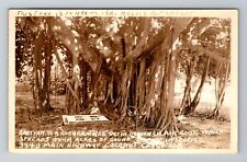 Coconut Grove FL-Florida, RPPC Bayan Trees, Antique, Vintage c1936 Postcard picture
