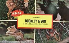 Silver Plume Colorado Postcard Pat Buckley & Son Wildlife picture