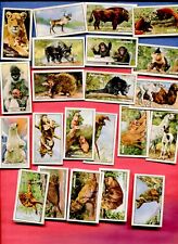 1937 Gallaher's Cigarettes Wild Animals 25 Different Tobacco Card Lot picture