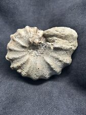 3” RARE Texas Fossil Woodbine Conlinoceras (Calycoceras) Ammonite, Nice Calcite picture