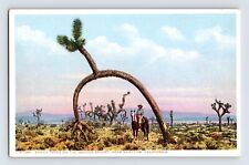 Postcard California Barstow CA Yucca Tree Cowboy Fred Harvey 1910s Unposted picture
