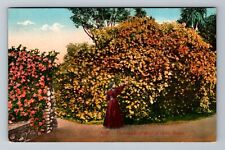 CA-California, Thousands Gold Ophir Roses, Vintage Postcard picture
