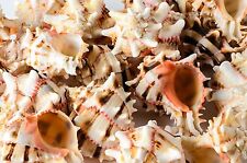Brassica Murex Phyllonotus erythrostomu Hermit Crab Sea Shell 3-4