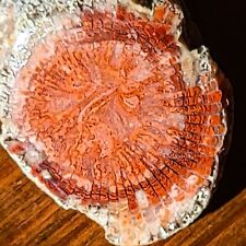 POLISHED RED HORN CORAL RILEYS CANYON UTAH ROCK SPECIMEN COLLECTIBLE picture