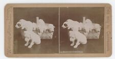 c1900's Real Photo Stereoview Basket Full of Bull Pups.  Bull Terrier Puppies picture