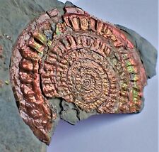 Stunning iridescent Caloceras ammonite fossil display Somerset Ammolite crystals picture
