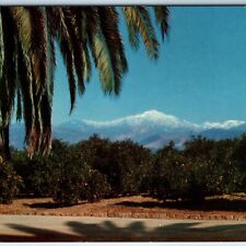 c1960s CA Cali Southern Calif Palms Oranges Snow Capped Mountain Drown News A222 picture