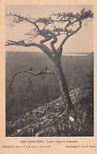 Postcard NY Stillwater Herkimer County New York Green Pond The Lone Pine H31 picture