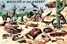 Vintage Desert Wildlife Postcard from Mesa, Arizona picture