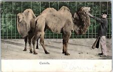 Camels with Handler Undivided Back Austria Postcard picture