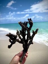 Big Black  Branch of natural Coral, Ocean Reef Nautical Aquarium Decor Specimen picture