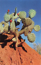 Prickly Pear Cactus Phoenix Arizona picture