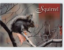 Postcard Squirrel picture