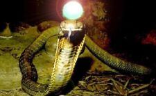 King Cobra pearl | Cobra Stone Nagamani | King Cobra Snake pearl |Nagamani Stone picture