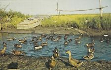 Vintage Postcard    FLOCK OF MALLARDS DUCKS ON CHESAPEAKE BAY  UNPOSTED picture