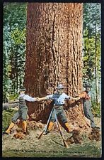 Early Logging Postcard of Giant Pine Tree. Oregon. C. 1909 Logging History picture