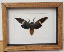 Real framed tosena albata cicada from Southeast Asia in custom shadowbox picture
