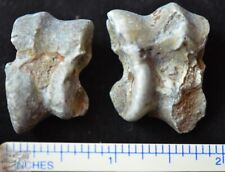 Pair of Oreodont Astragalus, Ankle Fossils, Merycoidodon culbertsoni, SD, O1474 picture