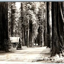 c1940s Humboldt Co CA RPPC Richardson Grove State Park Monarch Redwood Tree A165 picture