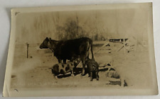 1930 Unused Postcard Cow Pig Point Arena CA Warm Meals @ All Hour Blk White RPPC picture