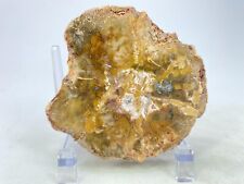 Stunning Petrified Wood Slab Fossil Polished with Stand.  US Seller   picture