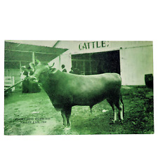 Valley Fair Puyallup Washington WA Jersey Cow Exhibited 1909 Postcard RARE Vtg picture