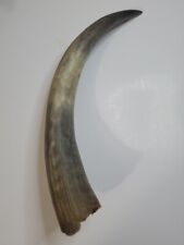 Cow Horn Texas Steer Natural Unpolished Unmounted Large 13
