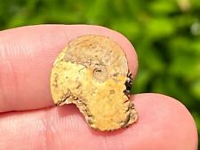 Texas Fossil Ammonite Engonoceras sp. Cretaceous Age Pawpaw Formation picture