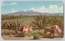 Postcard Mexico Donkeys, Maguey and Mountains, Agave picture