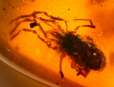 Super RARE GIANT Mite with Piercing Mouth in Burmite Amber Fossil Dinosaur Age picture