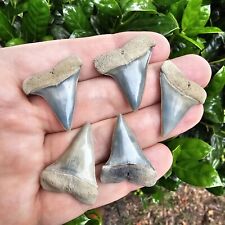 Lot Of 5 Aurora NC Hastalis Shark Tooth Fossil Lee Creek Not Great White picture