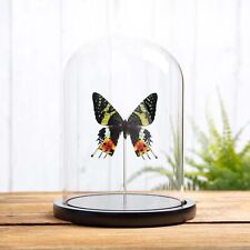 Madagascan Sunset Taxidermy Moth in Glass Dome (Chrysiridia rhipheus) picture