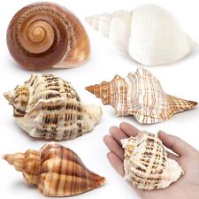 5Pcs Large Hermit Crab Shells Natural Sea Conch Size 3-4.5 Opening Size 1. picture