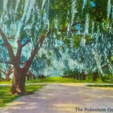 The Pakenham Oaks New Orleans Louisiana Postcard picture