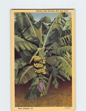 Postcard Banana Tree Showing Bud and Fruit New Orleans Louisiana USA picture