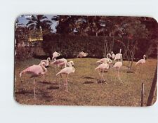 Postcard Flamingos, at the Rare Bird Farm, Miami, Florida picture