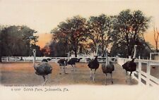 Ostrich Farm, Jacksonville, Florida, Very Early Postcard, Unused, Rotograph Co. picture