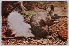 Kaibab National Forest Arizona, White Tail Squirrel, North Rim, Vintage Postcard picture