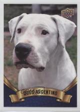 2018 Upper Deck Canine Collection Blue Dogo Argentino #196 0e3 picture