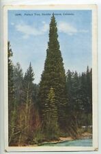 Perfect Tree, Boulder Canyon, Colorado postcard A2 picture