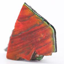 Cherry Red Fossil Ammolite Rarer than Purple 39.4mm 16 g Alberta COA 5815 picture